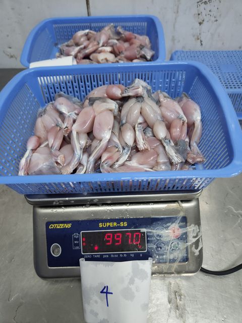 farm raised wholesale export frog legs frozen food Shape Piece Weight 10 Kg Color Natural Type Frozen Food Brand Name - Image 4