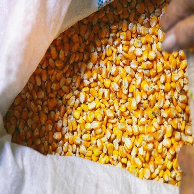 Yellow Maize Animal Feed for Horses Cattle & Chicken KBS Brand 25kg Bags Grade a - Image 3