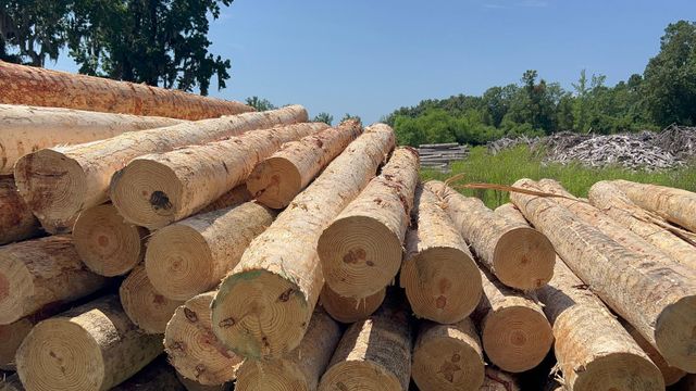 Souther Yellow Pine debarked logs - Image 1