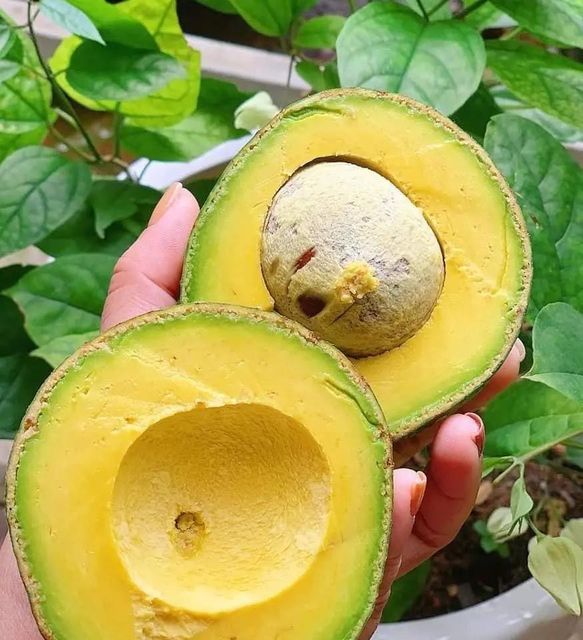 Newest Crop Fresh Avocado Fresh Vegetables With The Best Quality And Competitive Price From Viet Nam – product photo 3, product detail gallery