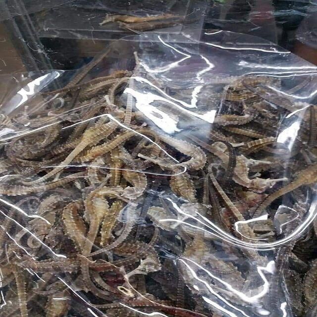 Premium Dried & Frozen Sea Horse, Available in bulk for wholesalers, distributors - Image 1