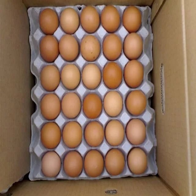 Hatching Eggs Ross 308 Premium Quality with Fast Delivery from trusted suppliers at wholesale prices - Image 4