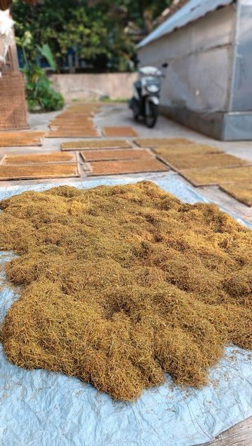 Dried Beneng Taro Leaf Origin Asia, Indonesia Form Dried Leaf Material Shelf Life Up To 24 Months Color Yellowish To Light Brown - Image 3