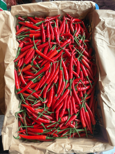 Premium Fresh Red Chili Pepper for Export – High Quality Hot Fresh Chili Bulk Supply - Image 4