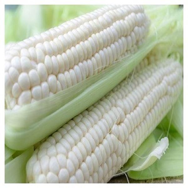Premium Yellow Sweet Corn Fresh Corn on Cob Wholesale Supplier Export Quality - Image 3