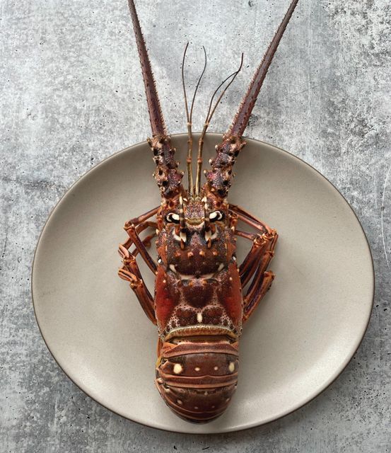 Fresh Bulk Frozen Whole Spiny Lobster Sustainably Harvested Ocean Seafood For Food Service Wholesale - Image 3