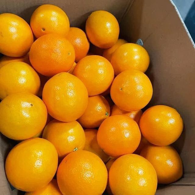 Fresh Quality Valencia Oranges for sale - Image 3