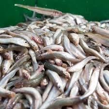Capelin Fish Supplier Offering Custom Packaging Flexible MOQ and Reliable Shipping for International Buyers - Image 5