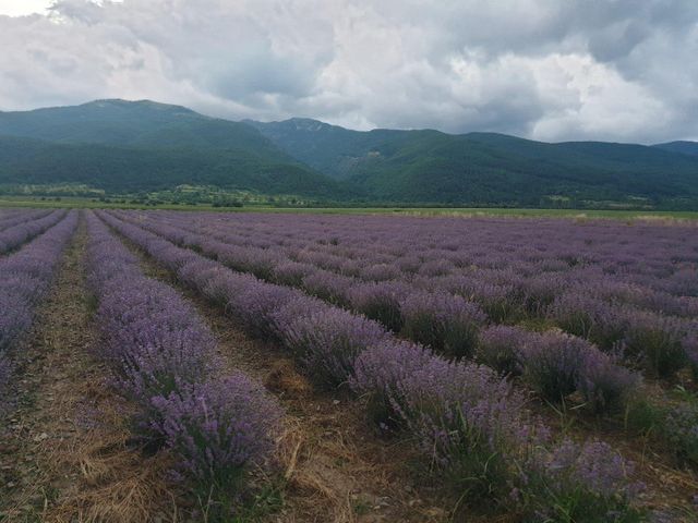 lavender bio oil, producer of essential oil and floral waters - Image 1