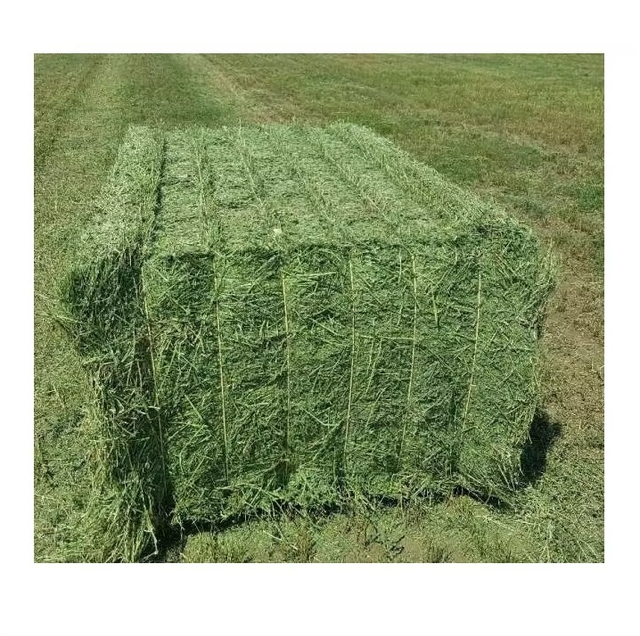 Timothy Hay Soft Texture Green Grass Ideal For Rabbits Guinea Pigs And Horse Feeding - Image 4