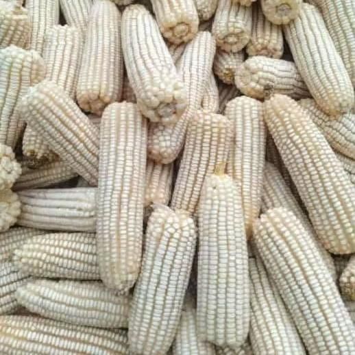 Premium Non GMO White Corn Grade 1 14% Moisture Max 50kg PP Bags For Wholesale Exporters - Image 5