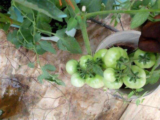 Hy Tomato Grade A Packaging HDPE Variety Hybrid Shelf Life 30 day's Quality Excellent A Grade Brand Name Greenfield Seeds - Image 4