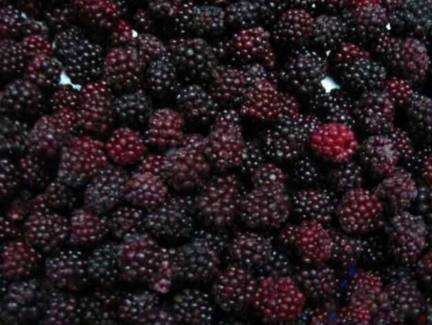 Good Price Bulk Frozen Blackberry IQF Frozen Blackberry Fruits - Image 5