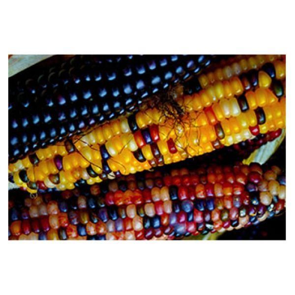 Farm Fresh Yellow Corn Sweet Corn Premium Quality Bulk Wholesale Fresh Produce - Image 3