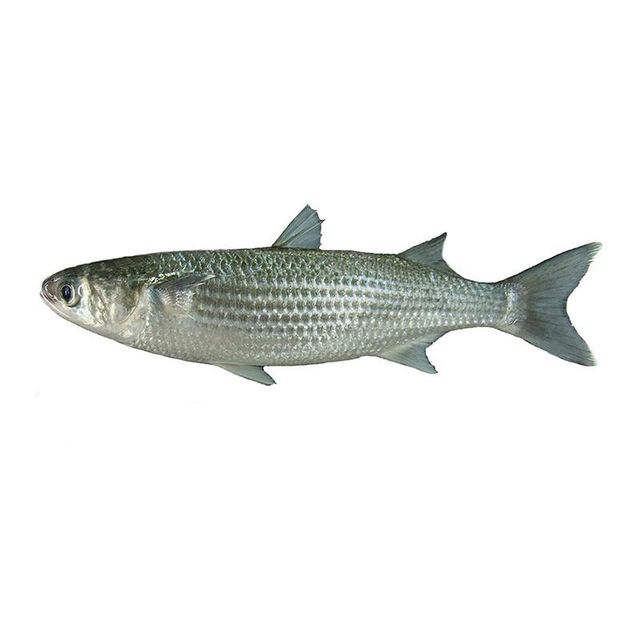 Fresh frozen whole Mullet fish best wholesale price in market - Image 3