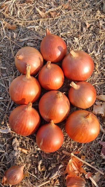 red dark onion vegetables wholesale export Packaging bag Type fresh onion Origin Uzbekistan Manufacturer Uzbekistan Color Red, White, Yellow, Red Dark - Image 3