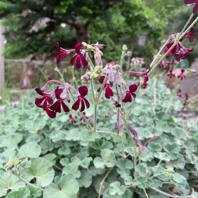Pelargonium Sidoides - Image 5
