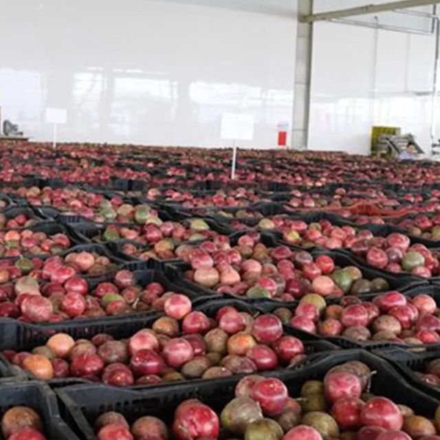 Passion Fruits made in vietnam 100% Natural Organic Cultivation type Wholesale Hot 2023 100% Natural Organic - Image 3