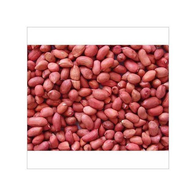 Premium Peanuts bulk supply wholesale affordable price fresh bulk - Image 2