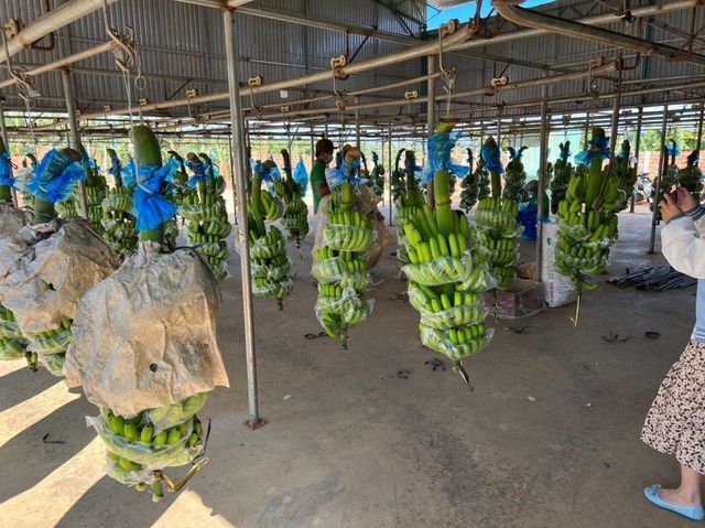 High Quality Fresh Banana - Green Cavendish Banana for China, EU, Japan, USA Market – product photo 3, product detail gallery