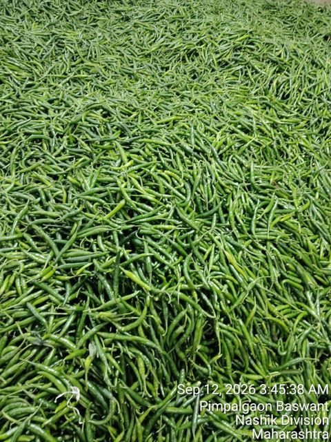 Green chilli - Image 5