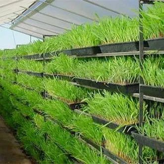 Hydroponics Container Fodder Channel Tray Growing System Size Large Origin China Layer Single Trademark G&N Condition - Image 5