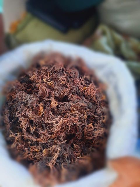 Wholesale dried seamoss Type dry seamos Grade Tope grade Shelf Life 24 months - Image 2