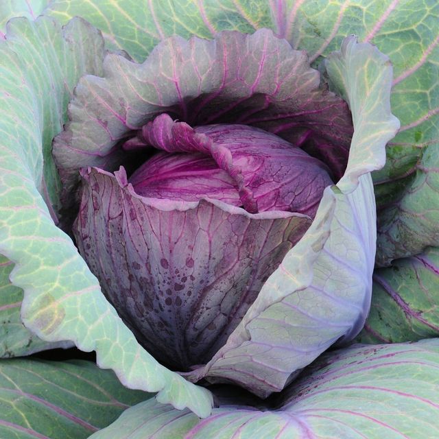 new organic red acre cabbage Content / Style Fresh Variety all Type Cabbage Weight (kg) 0 Ingredients / Address durban Shelf Life 1 - Image 2