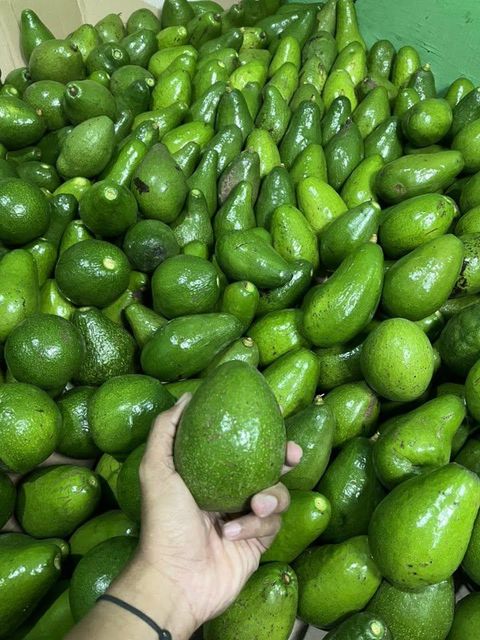 Premium Avocado - Grade A - Origin from Indonesia - High Quality - Carefully Selected and Sorted - Image 3