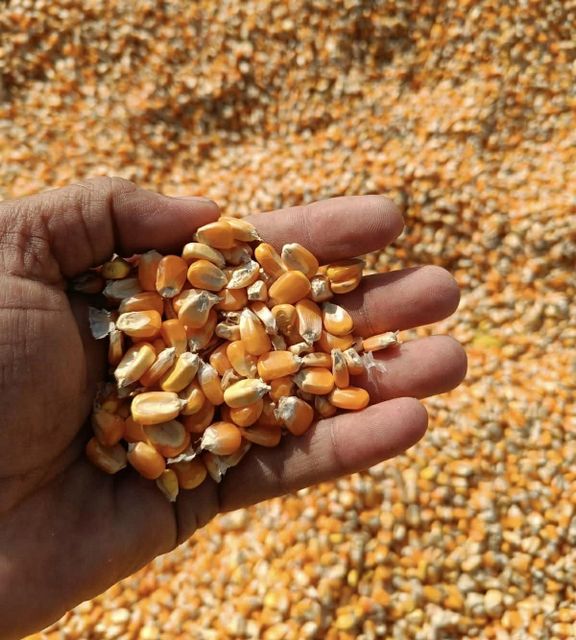 Corn - Image 1