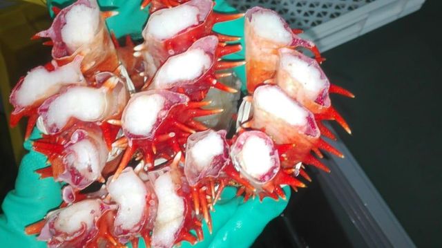 Lithodes Santolla - Chilean King Crab - Image 5