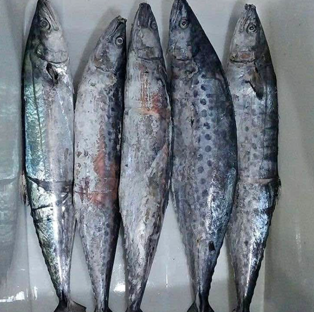 KING FISH - HIGH QUALITY Packaging Box Texture Firm, Meaty Flavor Rich, Distinctive Harvest Location Clean Tropical Waters - Image 2