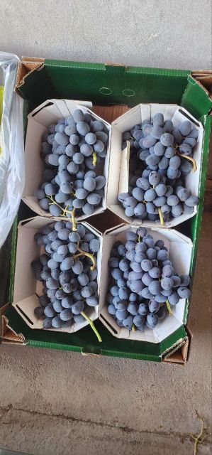 grapes fresh Type fresh Appearance Fresh Manufacturer Uzbekistan Shelf Life From Farm To Table Processing Method Freshly Picked - Image 3