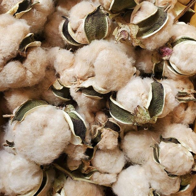 USA Raw Cotton Suppliers and Wholesalers for Cotton, Raw Cotton - Image 1