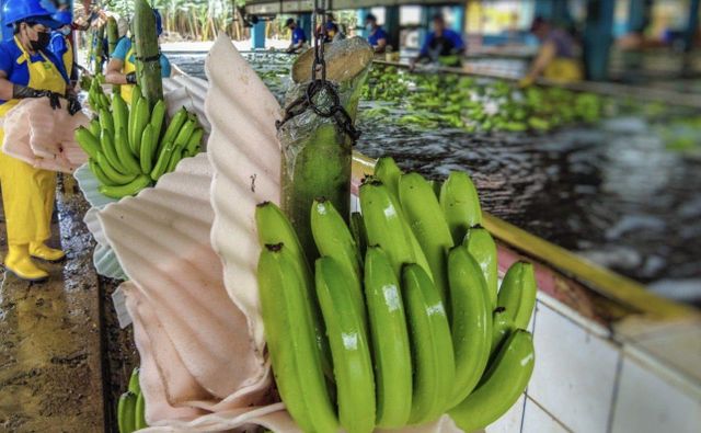 Cavendish Banana - Image 3