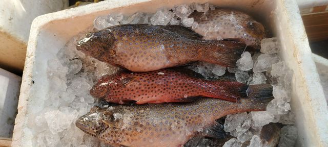 Frozen Grouper - Image 2