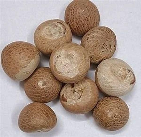 Dried Split Betel Nut - Image 2