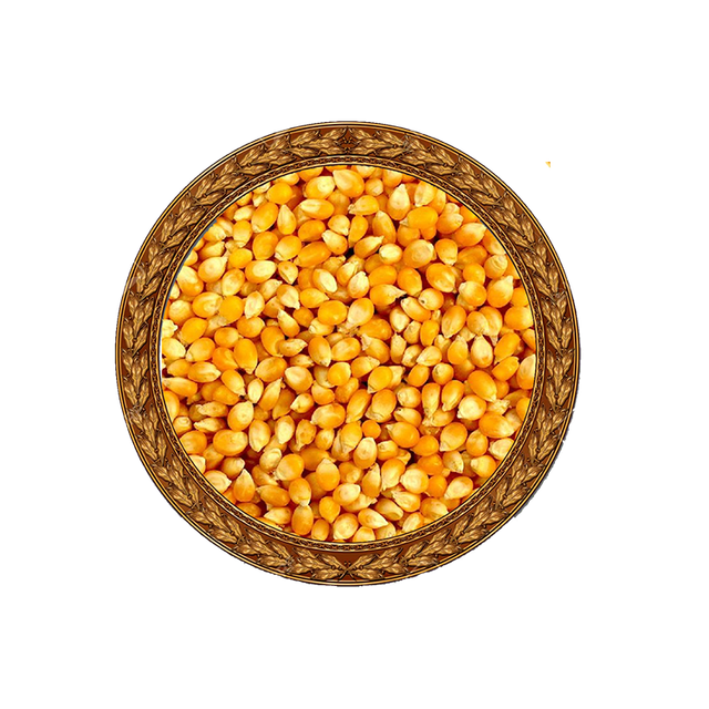 Affordable yellow corn available in large quantity for distributors and buyers - Image 2