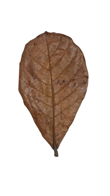 Dried Catappa Leaves Grade A+ Grade A+ Max. Moisture (%) 1% Source Tree Terminalia Catappa Drying Process Naturally sun/air-dried - Image 4