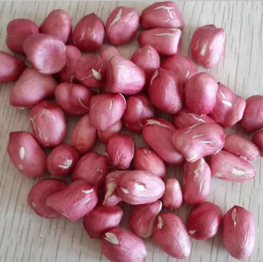 Whole Round Kernel Peanut for  available in bulk for sale - Image 3