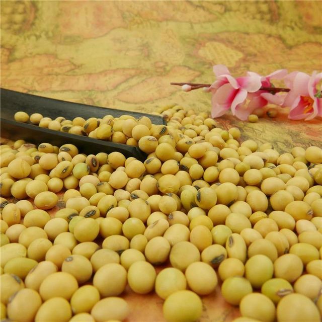 Wholesale Nihewan Organic Non-Gmo Soyabean Yellow Soybean Soja Soya Beans - Image 5
