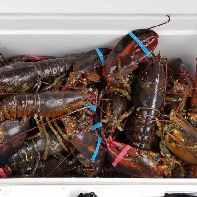 Frozen Lobster Tail Collection Featuring Rich Natural Flavor Tender Texture And Dependable International Supply - Image 4