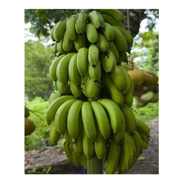 Buy Natural Green Fresh Bananas Affordable Price Fresh Cavendish Bananas Manufacturer From India - Image 5