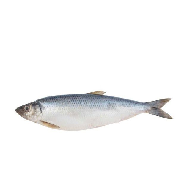 Good Sell Factory Directly Supply High Quality Frozen Herring Fish - Image 1