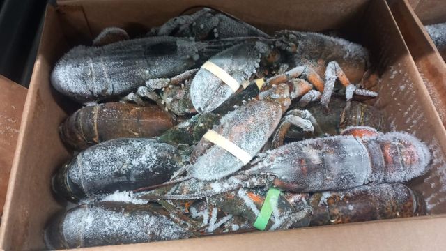 CONSISTENT DELIVERY OF TOP-TIER SEAFOOD EUROPEAN LOBSTER(Homarus gammarus) PRESTIGIOUS FROZEN WHOLE LOBSTER 10KG CARTONS - Image 3