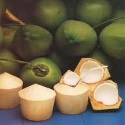Bulk Top Quality Thai Fresh Young Coconut / Young Semi Husk Coconut - Image 2