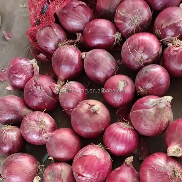 Best Quality Natural Vegetables Best Stock Bulk 100% Fresh farm healthy Onion at Low Prices Wholesale – product photo 5, product detail gallery
