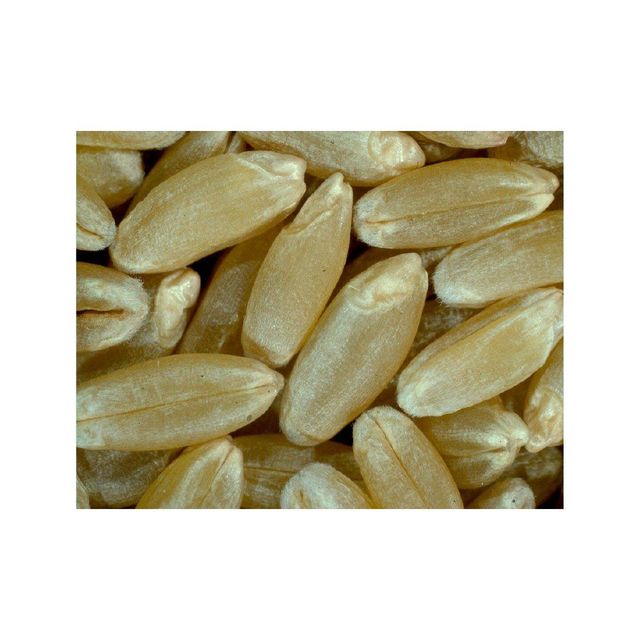 Durum wheat offered for large lot trade and consistent supply flow - Image 1