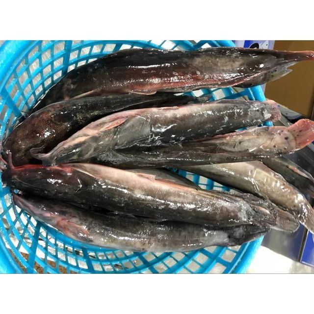 Frozen Catfish Cleaned And Gutted Fresh Frozen Fish Selection For Seafood Importers And Wholesale Distribution - Image 3