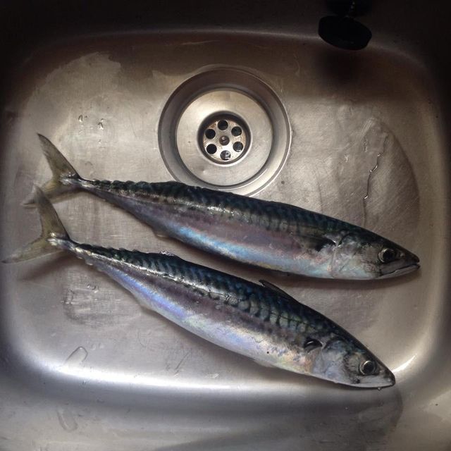 Selected Seafood Prepared With Frozen Whole Horse Mackerel Through Modern Freezing Methods For Wholesale Buyers - Image 3